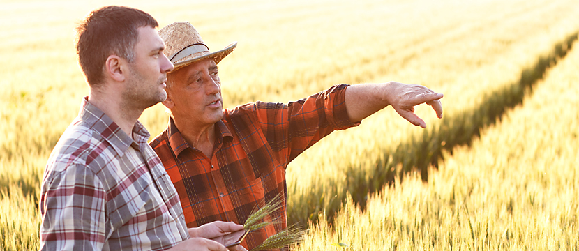 two men standing in a field of wheat wearing plaid shirts, one holding some wheat in his hands and the other wearing a brimmed hat and pointing in to the distance