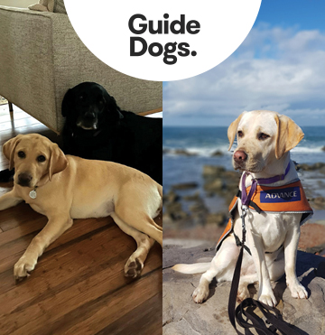 Vision Eye Institute sponsored guide Dogs-in-training Eliza, a gold coloured labrador laying next to her Black labrador friend on a hardwood floor next to an indoor couch (left) and Evie, a whiote labrador standing on a rock next to waves lapping up on a rock beach (right).