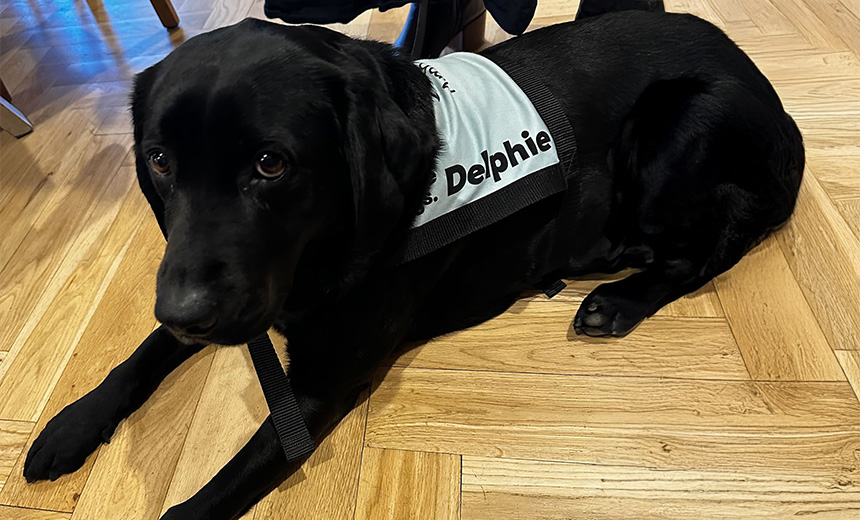 Delphie, black labrador and ambassador for Guide Dogs Victoria.