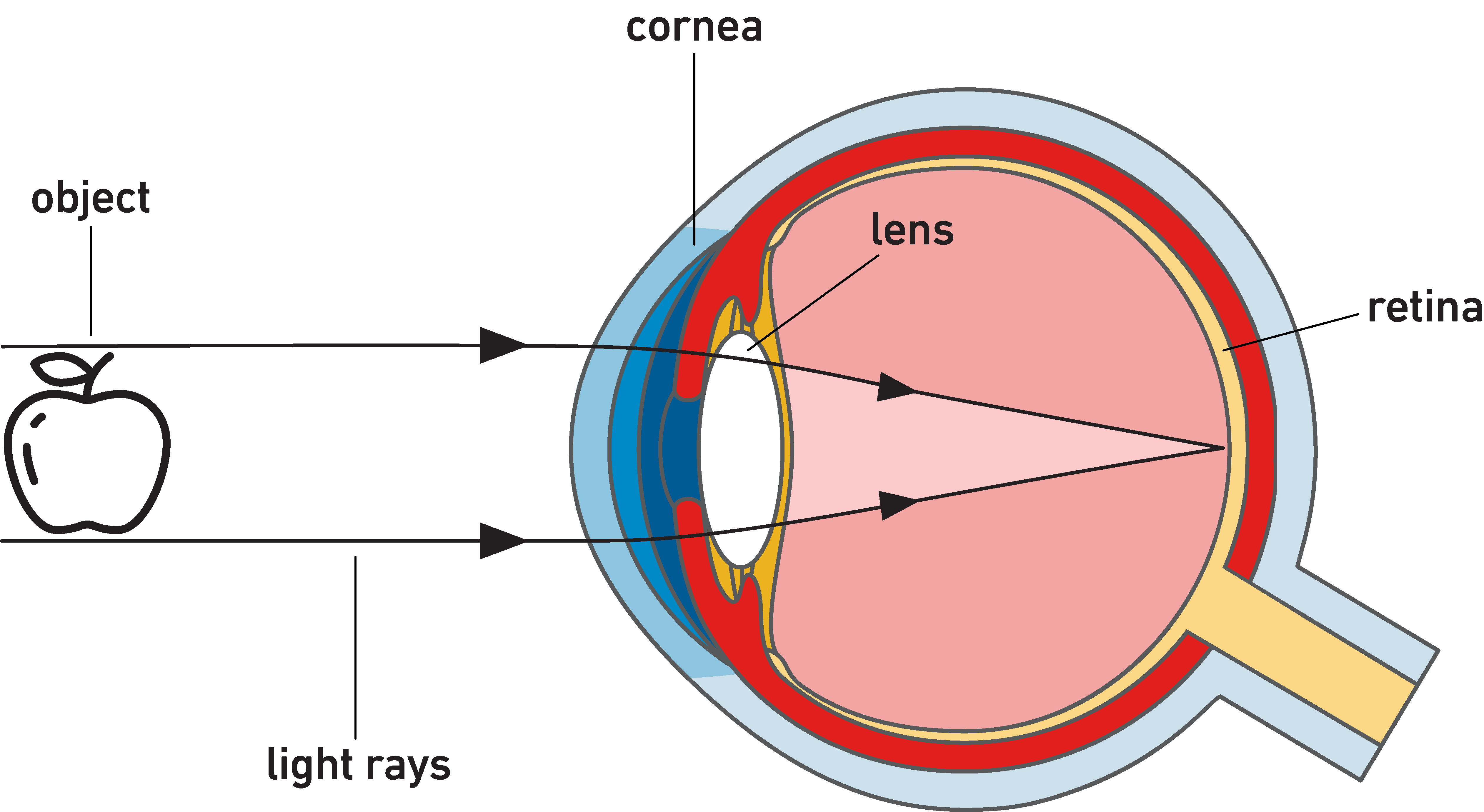How the eye works (light refraction) diagram