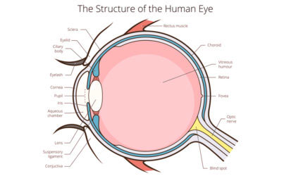 How The Eye Works: Vision Eye Institute Fact Sheet