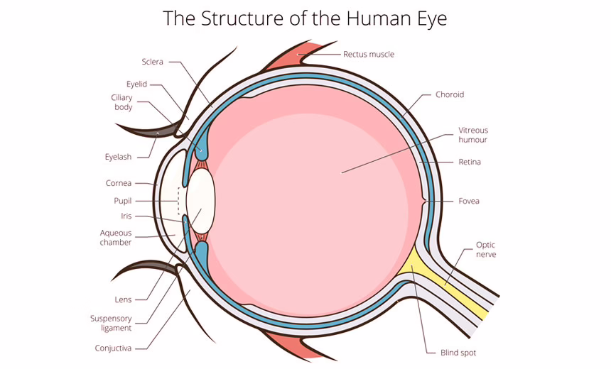 Labelled cross-section diagram illustrating how the eye works, titled The Structure of the Human Eye. Leader lines on the left point to the Sclera, Eyelid, Ciliary body, Eyelash, Cornea, Pupil, Iris, Aqueous chamber, Lens, Suspensory ligament and Conjunctiva; lines on the right point to the Rectus muscle, Choroid, Vitreous humour filling the eyeball, Retina, Fovea, and the Optic nerve exiting the rear with the Blind spot where it connects.